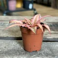 pilea cadierei aluminium watermelon plant 8cm pot