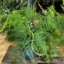 asparagus setaceus fern large 19cm pot