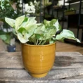 pilea alumi moon valley 8cm pot