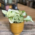 pilea alumi moon valley 8cm pot