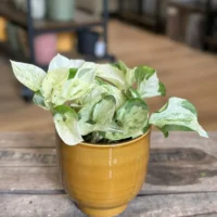 pilea alumi moon valley 8cm pot