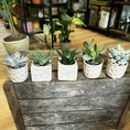 marble queen pothos devils ivy 15cm pot