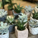 Succulents In Ceramic Planter 7cm