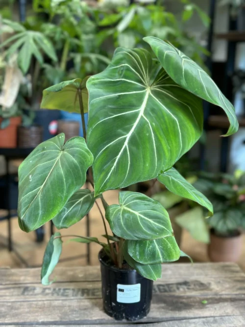 philodendron gloriosum velvet dark form in a 12cm pot. on wooden box with blurry houseplants in the background from the store