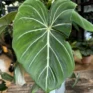 philodendron gloriosum velvet dark form 12cm pot