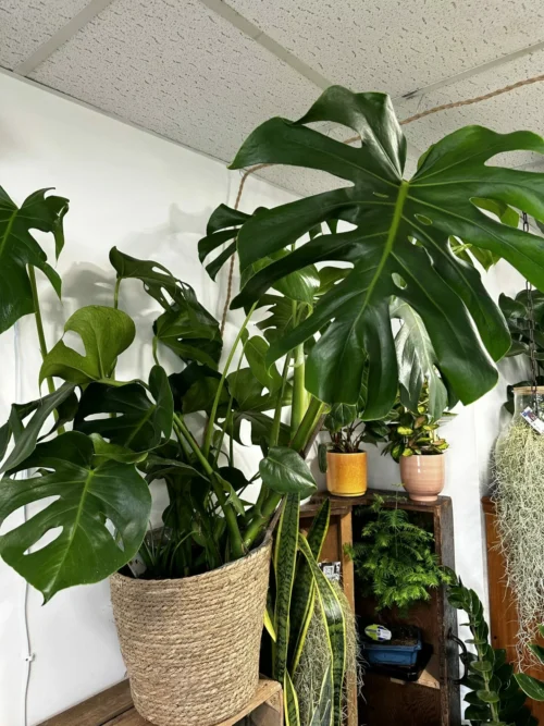 Monstera Deliciosa Large Form in a 28cm rope pot. On wooden shelf with outher houseplants in background