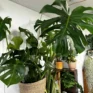 Monstera Deliciosa Large Form in a 28cm rope pot. On wooden shelf with outher houseplants in background