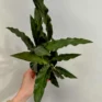 calathea rufibarba velvet prayer plant 7cm pot