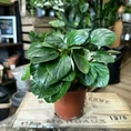 peperomia fraseri ivy leaf pepper plant 12cm pot