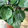 peperomia fraseri ivy leaf pepper plant 12cm pot