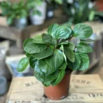 Peperomia Fraseri Ivy-Leaf Pepper Plant 12cm pot