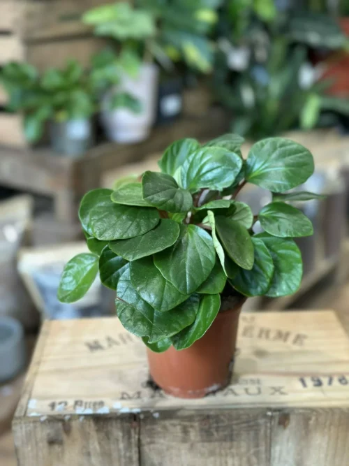 Peperomia Fraseri Ivy-Leaf House Plant in 12cm pot on a wooden stool with more house plants in background.
