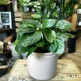 peperomia fraseri ivy leaf pepper plant 12cm pot