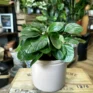 peperomia fraseri ivy leaf pepper plant 12cm pot