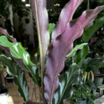 Calathea Rufibarba Velvet Prayer Plant 7cm pot