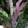 calathea rufibarba velvet prayer plant 7cm pot