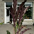 calathea rufibarba velvet prayer plant 7cm pot