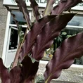 calathea rufibarba velvet prayer plant 7cm pot