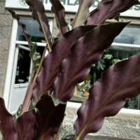 calathea rufibarba velvet prayer plant 7cm pot