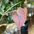 philodendron micans velvet heart 12cm pot