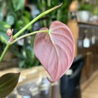 philodendron micans velvet heart 12cm pot
