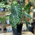 philodendron micans velvet heart 12cm pot