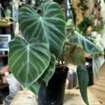 Philodendron Verrucosum 15cm pot