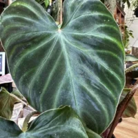 philodendron micans velvet heart 12cm pot