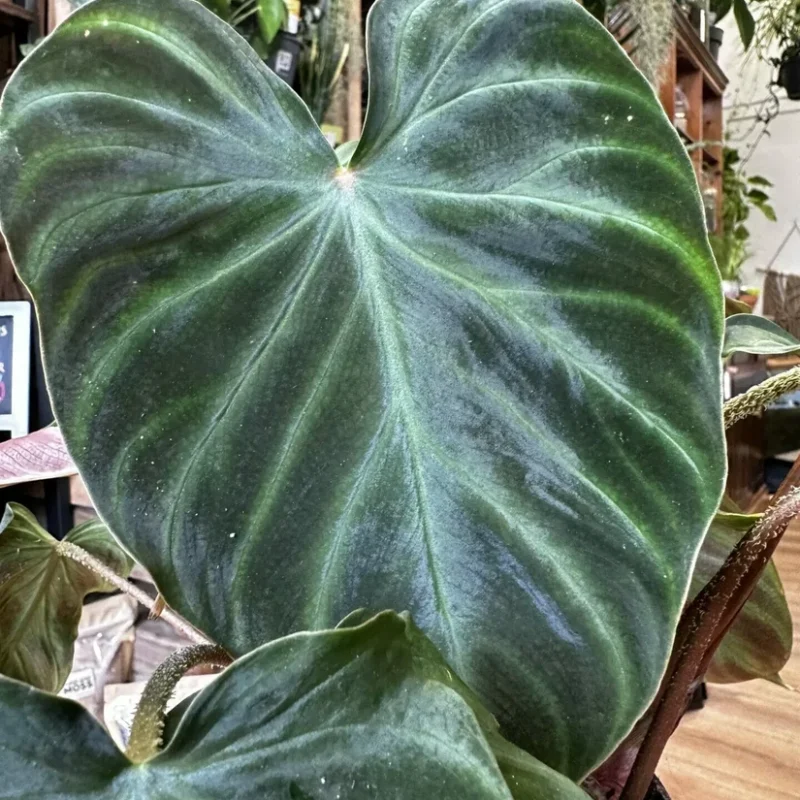 philodendron micans velvet heart 12cm pot philodendron micans velvet heart 12cm pot