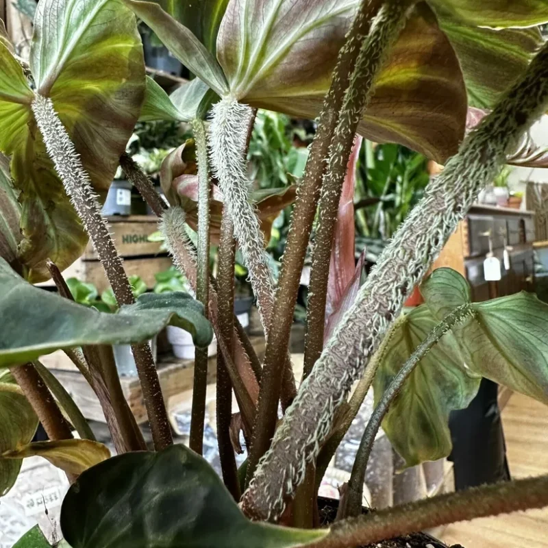 philodendron micans velvet heart 12cm pot philodendron micans velvet heart 12cm pot