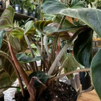 philodendron micans velvet heart 12cm pot