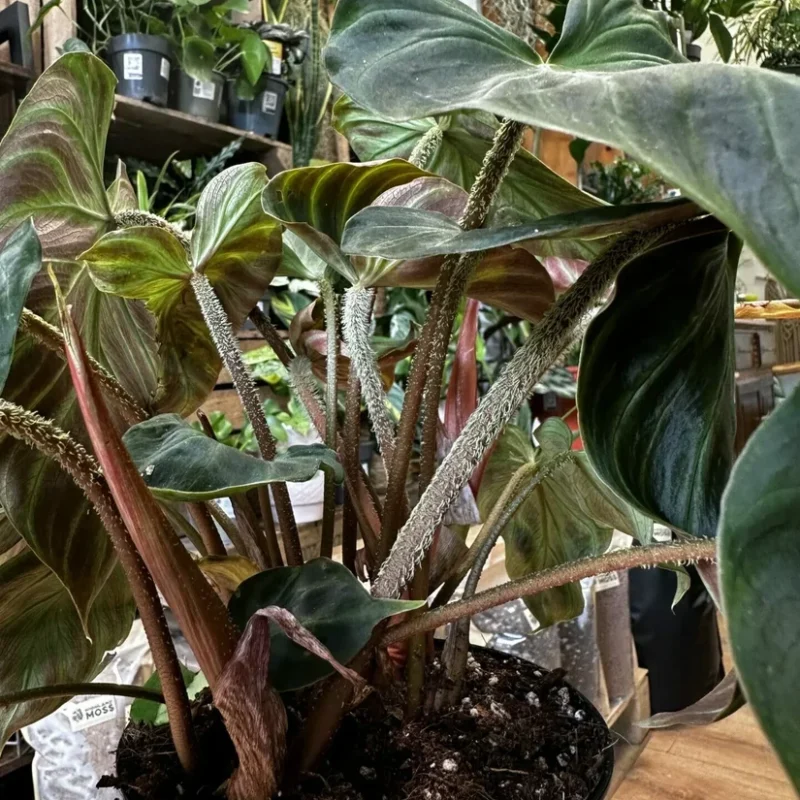 philodendron micans velvet heart 12cm pot philodendron micans velvet heart 12cm pot