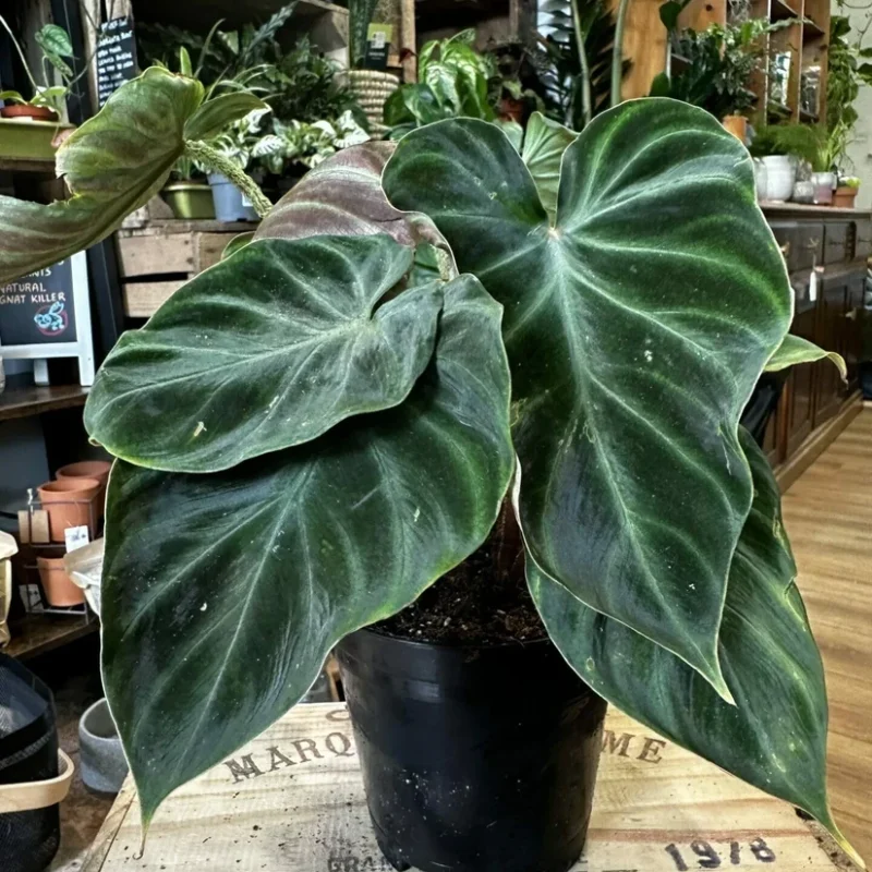 philodendron micans velvet heart 12cm pot philodendron micans velvet heart 12cm pot