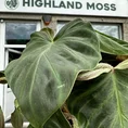 philodendron micans velvet heart 12cm pot