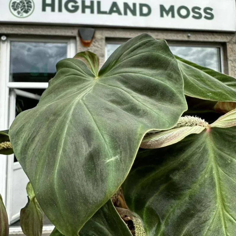 philodendron micans velvet heart 12cm pot philodendron micans velvet heart 12cm pot