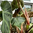 philodendron micans velvet heart 12cm pot