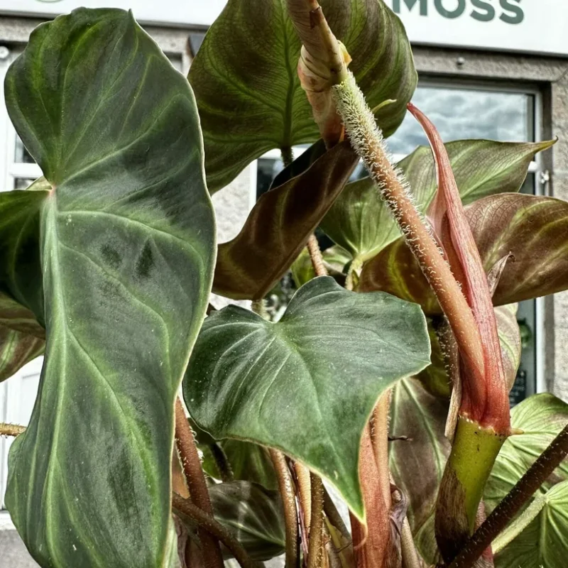 philodendron micans velvet heart 12cm pot philodendron micans velvet heart 12cm pot