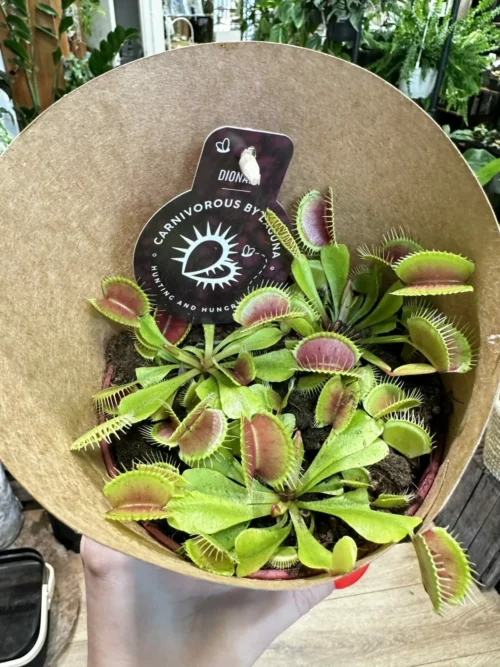 The Venus Flytrap, scientifically known as Dionaea muscipula, is a carnivorous plant.