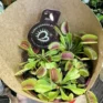 The Venus Flytrap, scientifically known as Dionaea muscipula, is a carnivorous plant.