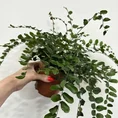 Pellaea Rotundifolia Button Fern 12cm Pot. White Background