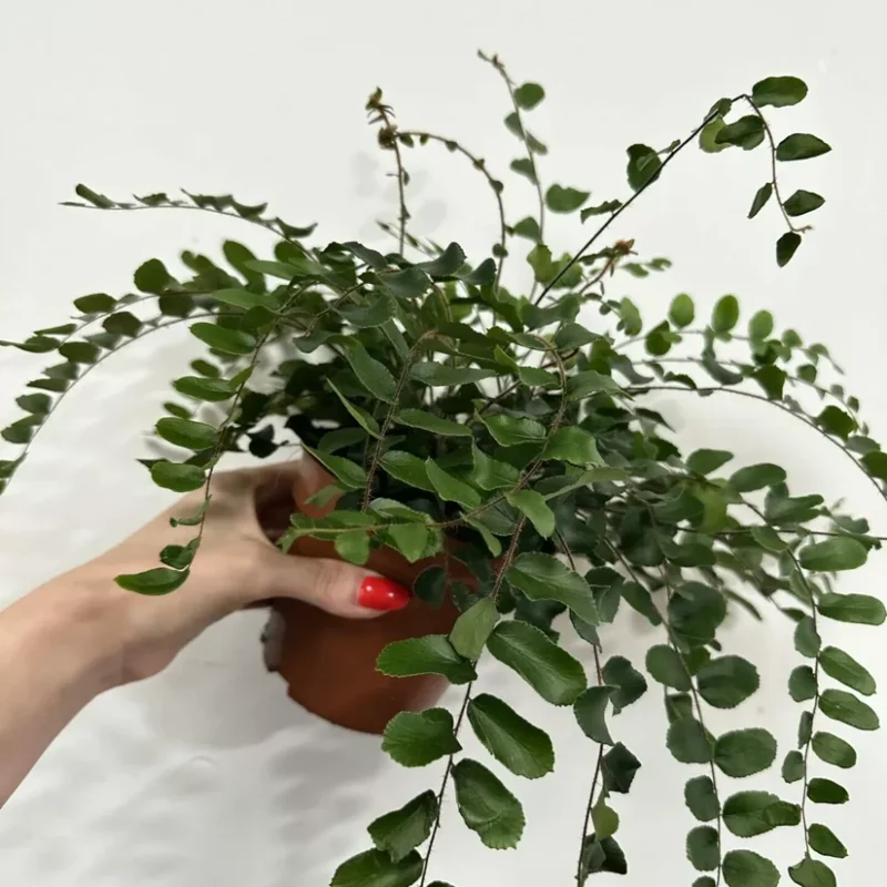 Pellaea Rotundifolia Button Fern Pellaea Rotundifolia Button Fern 12cm Pot. White Background