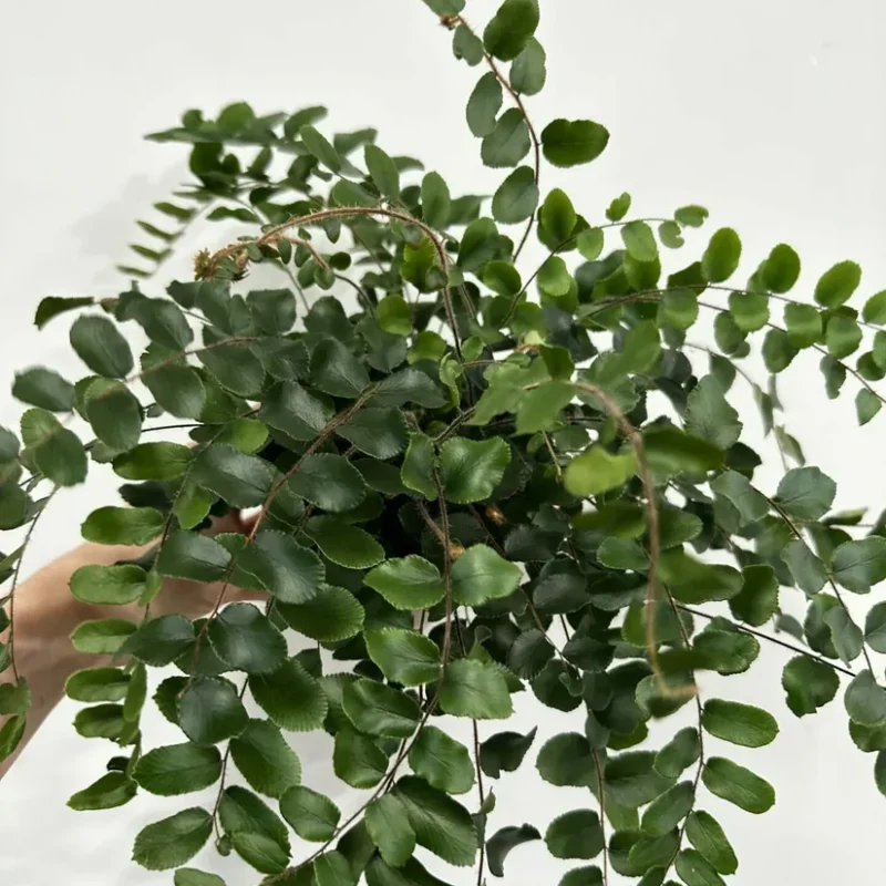 auto draft auto draft