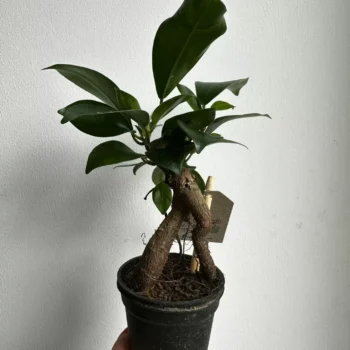 Mini Bonsai Tree Ficus Ginseng 6cm pot Houseplants bonsai 2