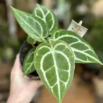 Anthurium Crystallinum Silver 12cm pot