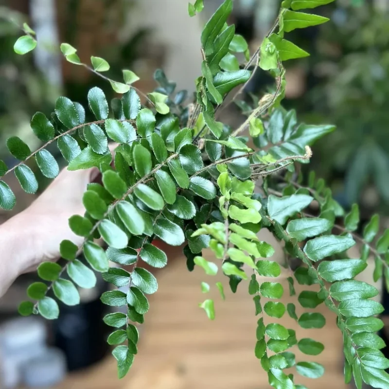 auto draft auto draft