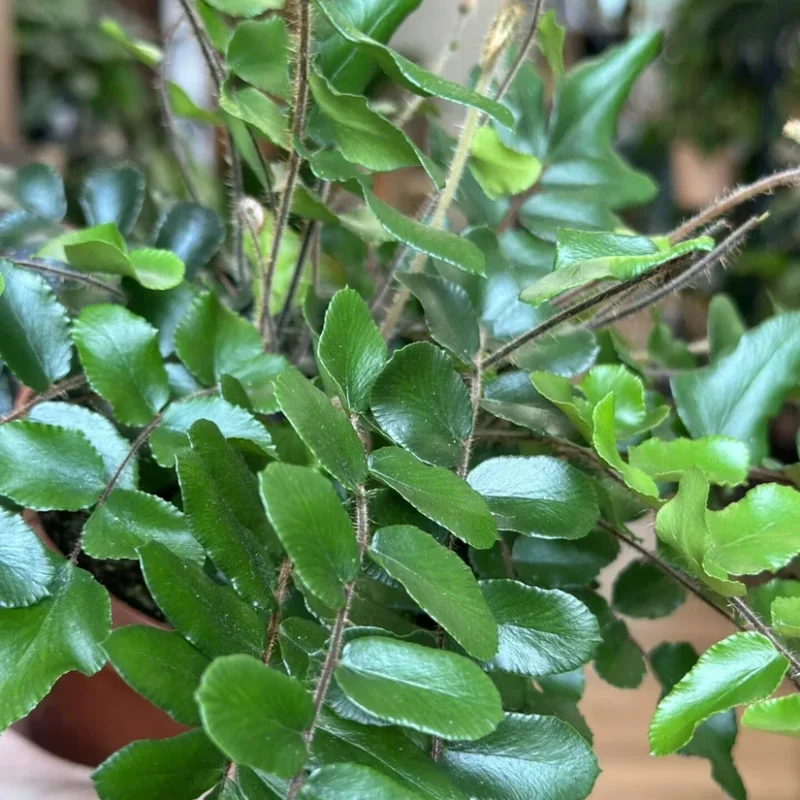 auto draft auto draft