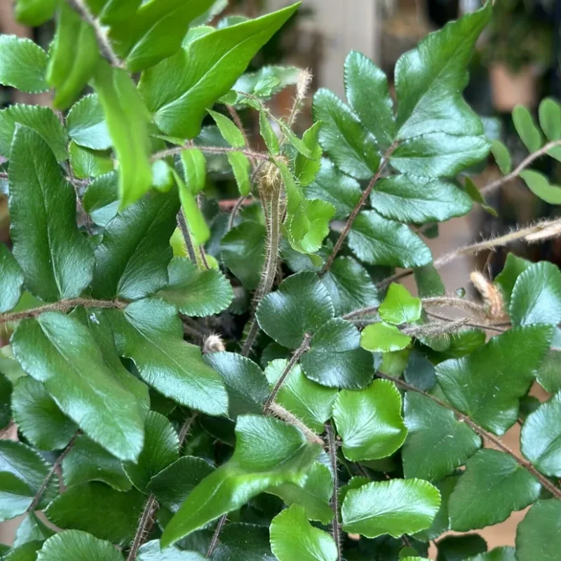 auto draft auto draft