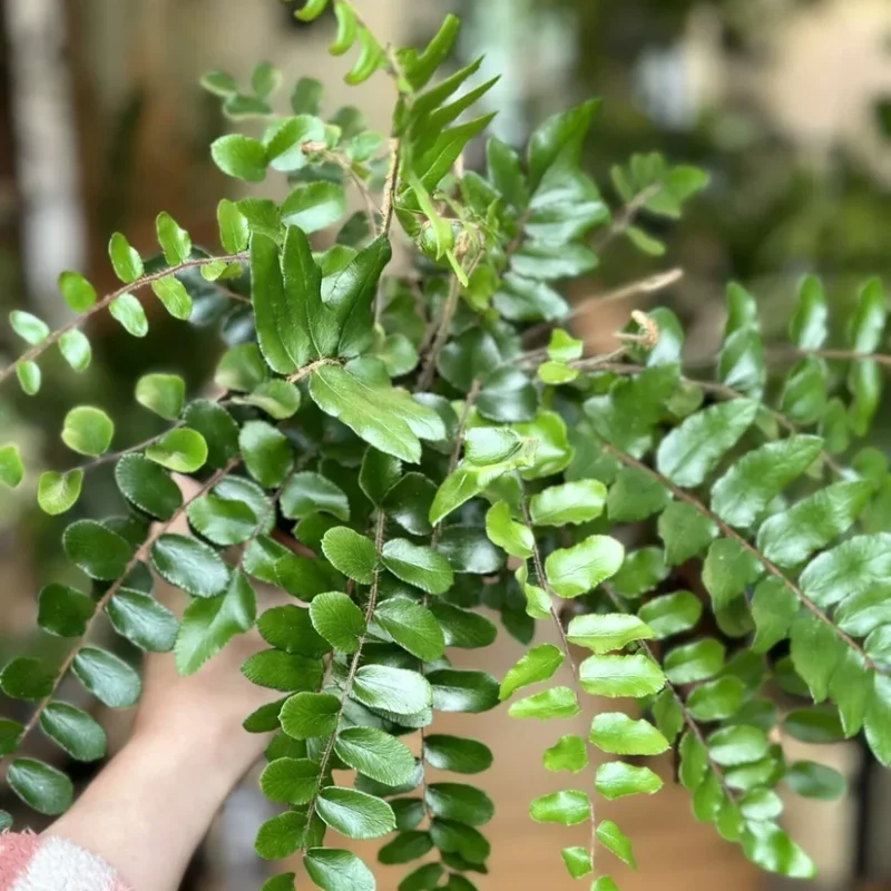 auto draft auto draft