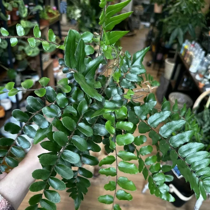 auto draft auto draft