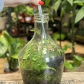 long terrarium tweezers